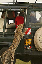 Female Cheetah (Acinonyx jubatus) known as Kike, featured in the BBC Big Cat Diary, standing on hind legs looking into safari vehicle, Masai Mara, Kenya