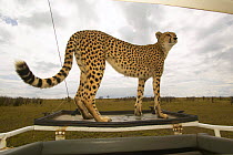 Female Cheetah (Acinonyx jubatus) known as Kike,  who was featured in the BBC Big Cat Diary series, on a car, Masai Mara, Kenya