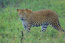 Sri Lankan leopard (Panthera pardus kotiya) watching prey, Yala National Park, Sri Lanka