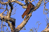Sri Lankan leopard (Panthera pardus kotiya) climbing down tree, Yala National Park, Sri Lanka