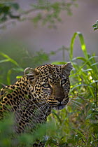 Leopard (Panthera pardus) lurking in undergrowth, Masai Mara, Kenya, Africa