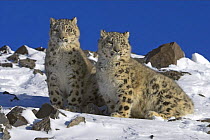 Two Snow leopards (Panthera uncia) in mountain habitat, captive, USA