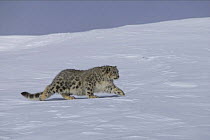 Snow leopard (Panthera uncia) walking over snow in mountain habitat, captive, USA