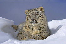 Snow leopard (Panthera uncia) lying on snow, in mountain habitat, captive, USA