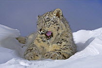 Snow leopard (Panthera uncia) yawning, in mountain habitat, captive, USA