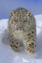 Snow leopard (Panthera uncia) walking in snow, captive, USA