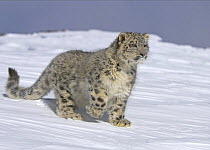 Snow leopard (Panthera uncia) in snow, captive, USA