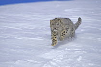 Snow leopard (Panthera uncia) bounding through snow, captive, USA