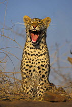 Leopard (Panthera pardus) yawning, South Africa
