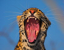RF- Leopard (Panthera pardus) yawning, South Africa. (This image may be licensed either as rights managed or royalty free.)