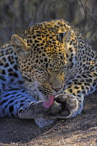 Leopard (Panthera pardus) licking its paw, South Africa