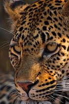 RF- Leopard (Panthera pardus) face portrait, South Africa. (This image may be licensed either as rights managed or royalty free.)