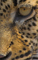 Leopard (Panthera pardus) close up of face and eye, South Africa
