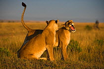 RF- African lion (Panthera leo) females greeting, Kenya. (This image may be licensed either as rights managed or royalty free.)