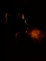 African lion (Panthera leo) outline breathing at dawn, Kenya