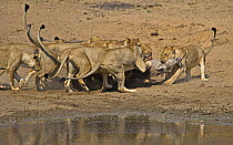 African lions (Panthera leo) killing Warthog (Phacochoerus aethiopicus) at waterhole after ambush, South Luangwa, Zambia