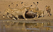 African lions (Panthera leo) killing Warthog (Phacochoerus aethiopicus) at waterhole after ambush, South Luangwa, Zambia