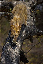 African lion (Panthera leo) in tree, South Luangwa, Zambia