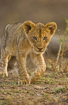 African lion (Panthera leo) cub exploring, South Luangwa, Zambia, Africa