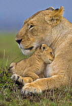 African lion (Panthera leo) mother and very young cub, Masai Mara, Kenya, Africa