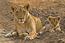 African lion (Panthera leo) mother and cub, South Luangwa, Zambia, Africa