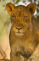 African lion (Panthera leo) young adult, South Luangwa, Zambia, Africa