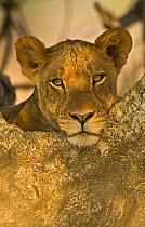 African lion (Panthera leo) resting in tree, South Luangwa, Zambia, Africa