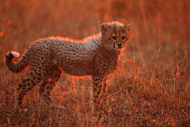 Cheetah (Acinonyx jubatus) cub, Masai Mara, Kenya (non-ex)