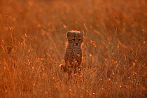 Cheetah (Acinonyx jubatus) cub in grass, Masai Mara, Kenya (non-ex)
