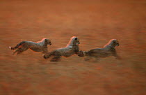 Cheetah (Acinonyx jubatus) cubs playing, Masai Mara, Kenya (non-ex)