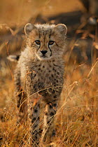 Cheetah (Acinonyx jubatus) cub soaking wet after rain, Masai Mara, Kenya (non-ex)