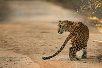 Sri Lankan leopard (Panthera pardus Kotiya) watching deer, Yala National Park, Sri Lanka (non-ex)