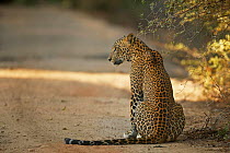 Rear view of Sri Lankan leopard (Panthera pardus Kotiya) watching deer, Yala National Park, Sri Lanka (non-ex)