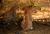 Sri Lankan leopard (Panthera pardus Kotiya) pair, Yala National Park, Sri Lanka (non-ex)