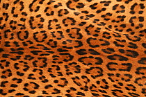 Sri Lankan leopard (Panthera pardus Kotiya) skin showing markings (from poached leopard) Yala National Park, Sri Lanka (non-ex)