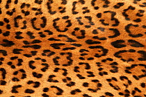 Sri Lankan leopard (Panthera pardus Kotiya) skin showing markings (from poached leopard) Yala National Park, Sri Lanka (non-ex)