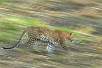 Soft focus Sri Lankan leopard (Panthera pardus kotiya) hunting, Yala National Park, Sri Lanka (non-ex)