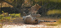 Sri Lankan leopard (Panthera pardus kotiya) pair playing, Yala National Park, Sri Lanka (non-ex)
