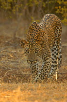 Sri Lankan leopard (Panthera pardus kotiya) stalking, Yala National Park, Sri Lanka (non-ex)