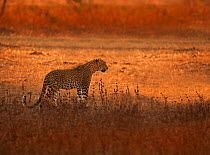 Sri Lankan leopard (Panthera pardus kotiya) at sunset, Yala National Park, Sri Lanka (non-ex)