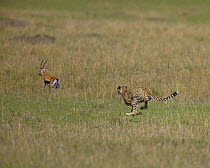 Cheetah (Acinonyx jubatus) chasing thomsons gazelle (Gazella thomsoni) Masai Mara, Kenya (non-ex)