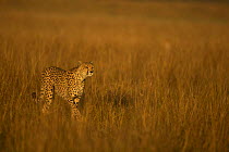 Cheetah (Acinonyx jubatus) stalking prey in long grass, Masai Mara, Kenya (non-ex)