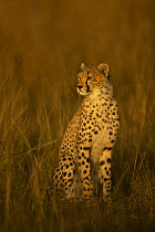Cheetah (Acinonyx jubatus) cub sitting, Masai Mara, Kenya (non-ex)