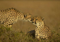 Cheetah (Acinonyx jubatus) cub being affectionate to mother (non-ex)