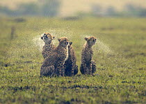 Cheetah (Acinonyx jubatus) family in thunderstorm, shaking off water, Masai Mara, Kenya (non-ex)
