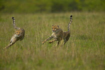 Cheetah (Acinonyx jubatus) cubs running, Masai Mara, Kenya (non-ex)