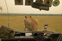 Rear view of Cheetah (Acinonyx jubatus) known as Kike (featured in the BBC Big Cat Diary) on bonnet of safari vehicle, Masai Mara, Kenya (non-ex)