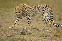 Inquisitive Cheetah (Acinonyx jubatus) cub watching tortoise, Masai Mara, Kenya (non-ex)