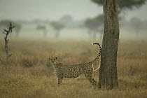 Male Cheetah (Acinonyx jubatus) scent marking tree in territory, Masai Mara, Kenya (non-ex)