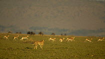 Male Cheetah (Acinonyx jubatus) watching for a weak Gazelle, Musiara Marsh, Masai Mara, Kenya (non-ex)